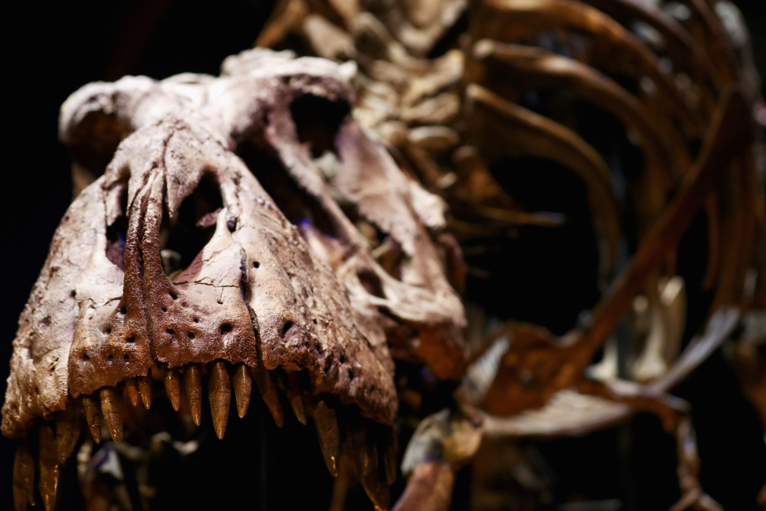 The skull, jaw, and teeth of a T-Rex exhibition at the Natural History Museum of Leiden.