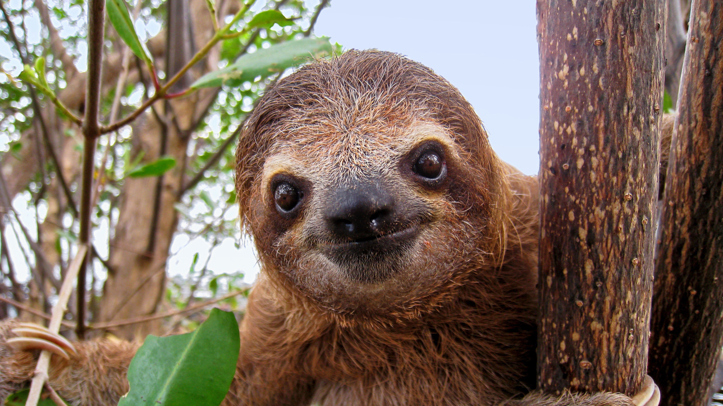 sloths