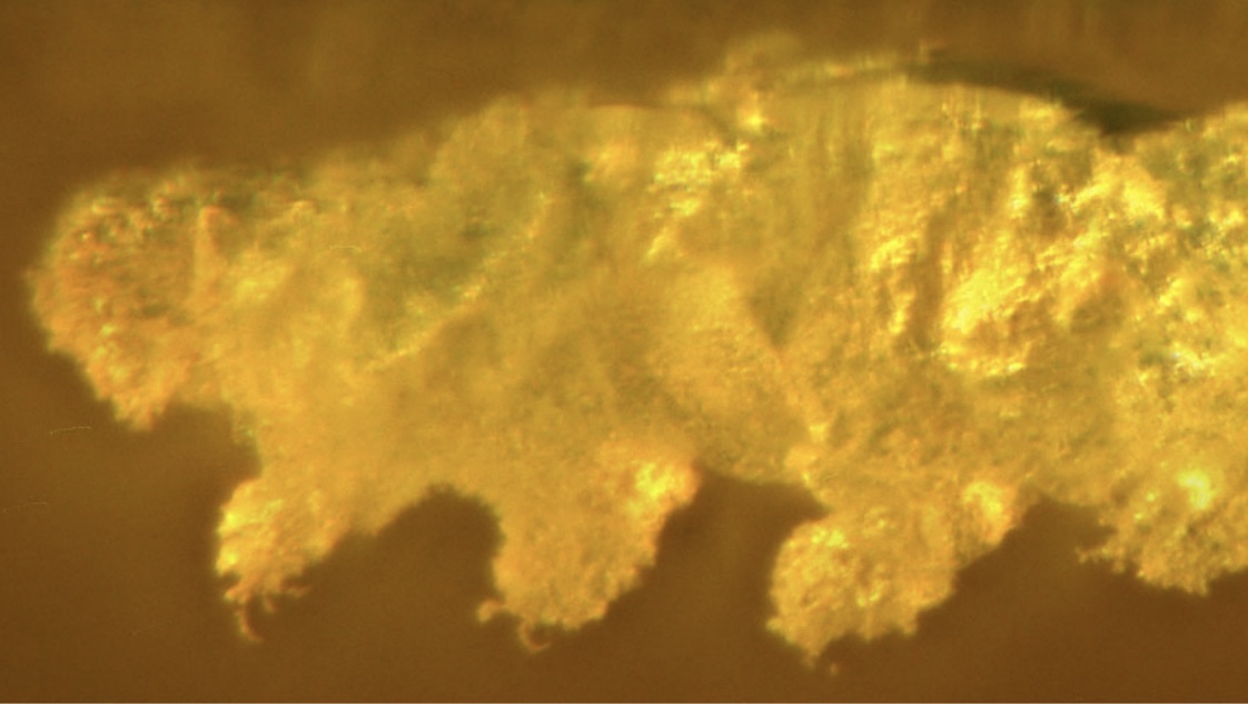tardigrade