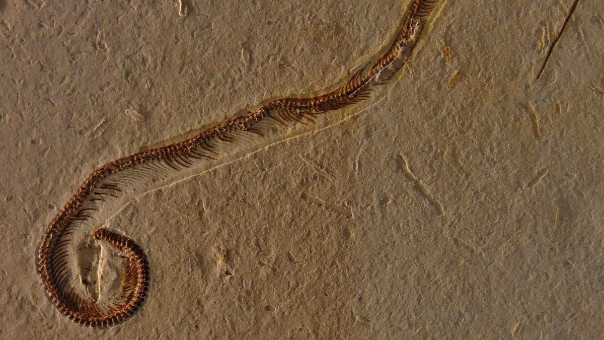 tetrapodophis