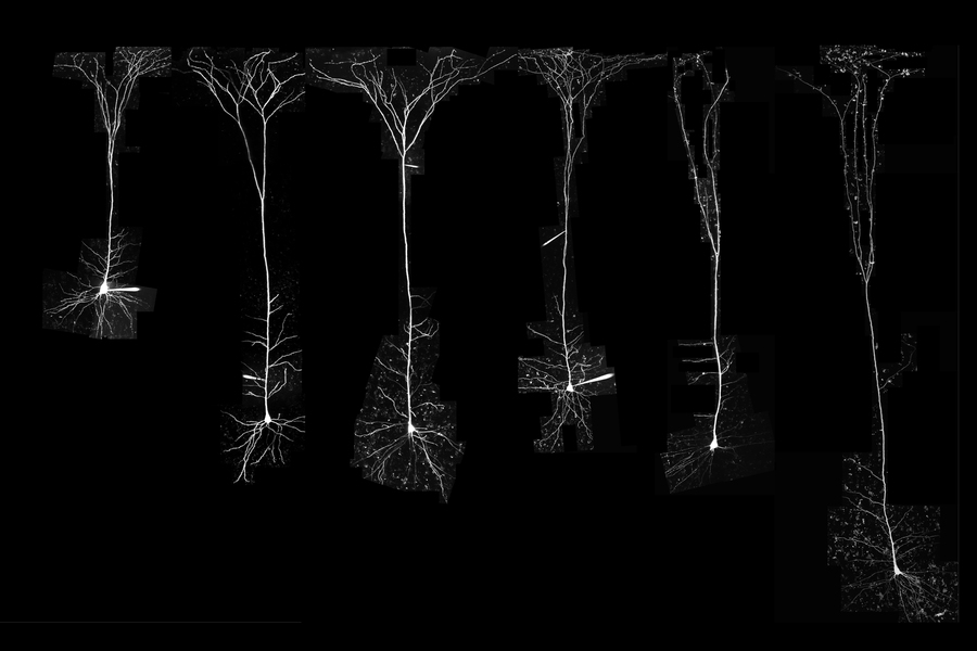 Caption:MIT neuroscientists analyzed neurons from several different species.