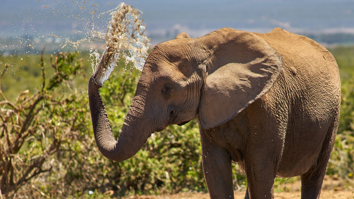 An elephant without any tusks in Addo Elephant Park.