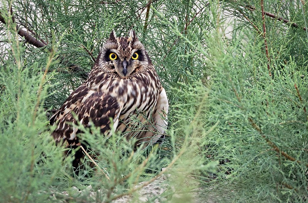 owl intelligent animal