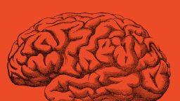 Illustration of a human brain, drawn with black ink lines on a solid orange background, symbolizing intellectual life.
