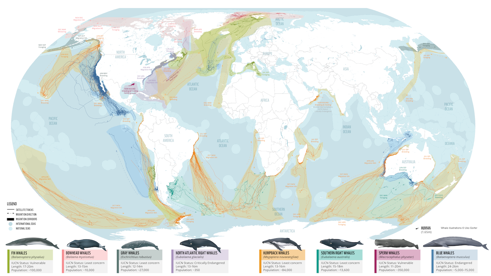 whale migration