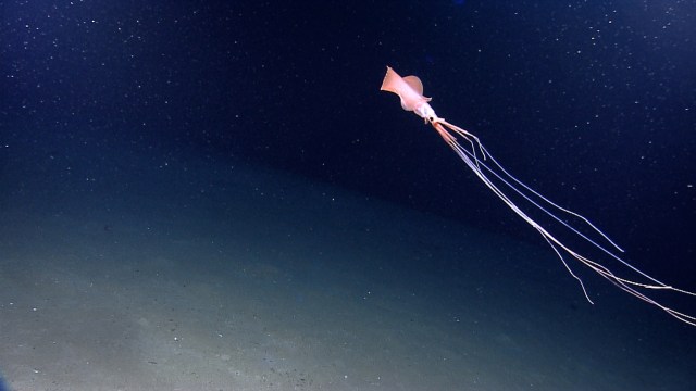 Large squid Magnapinna sp.