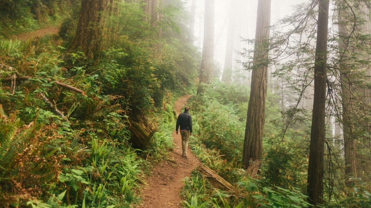 A man walking along a woodland path.