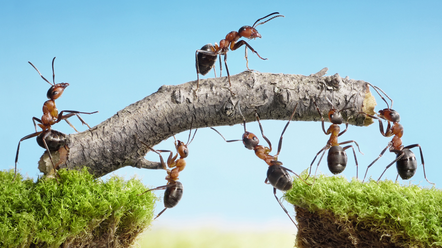 ants cancer