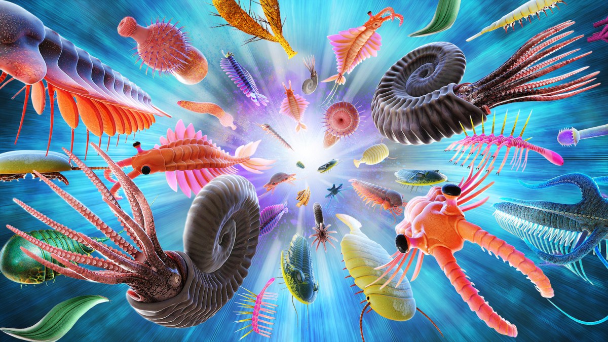 Cambrian explosion