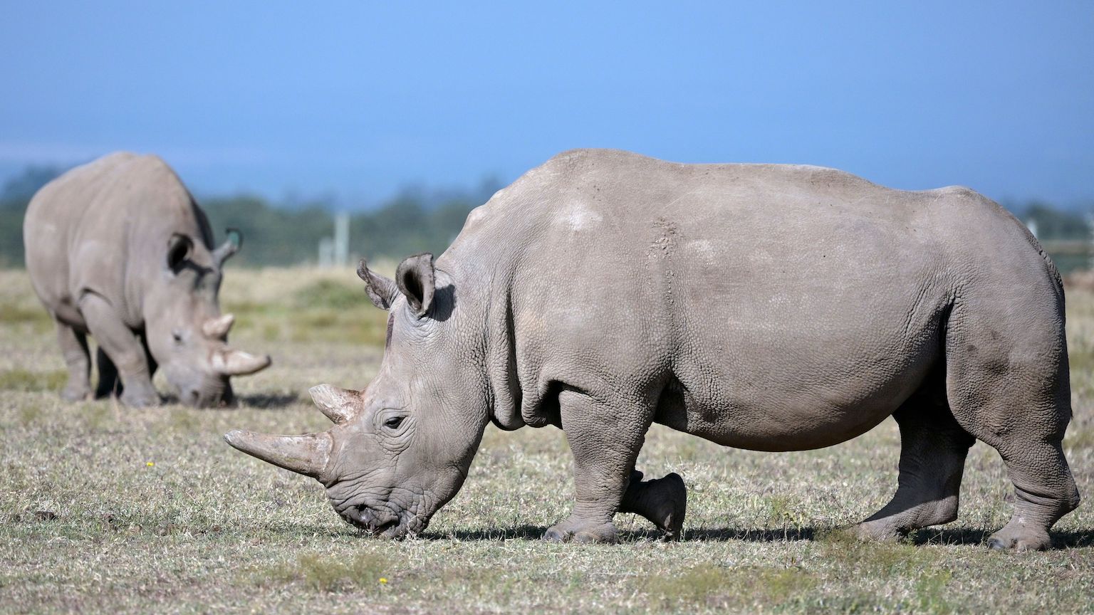 northern white rhino