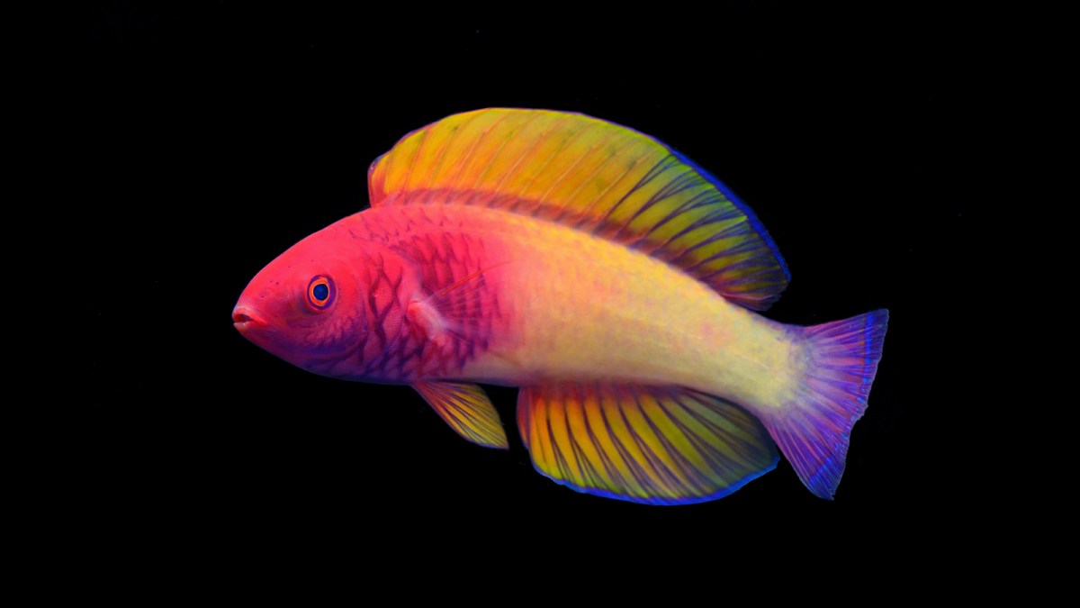 fairy wrasse