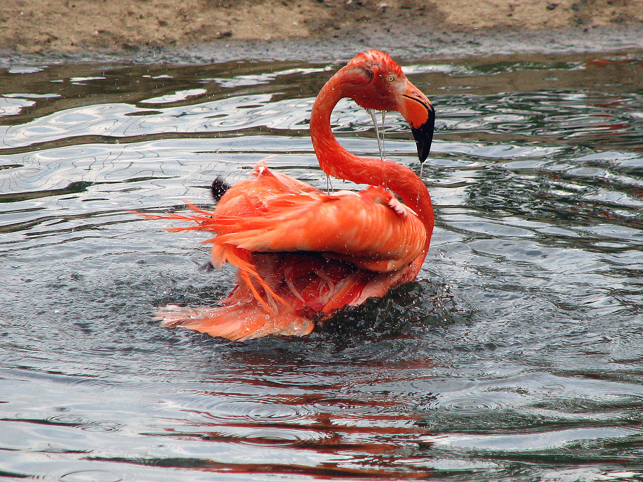 bathing flamingo