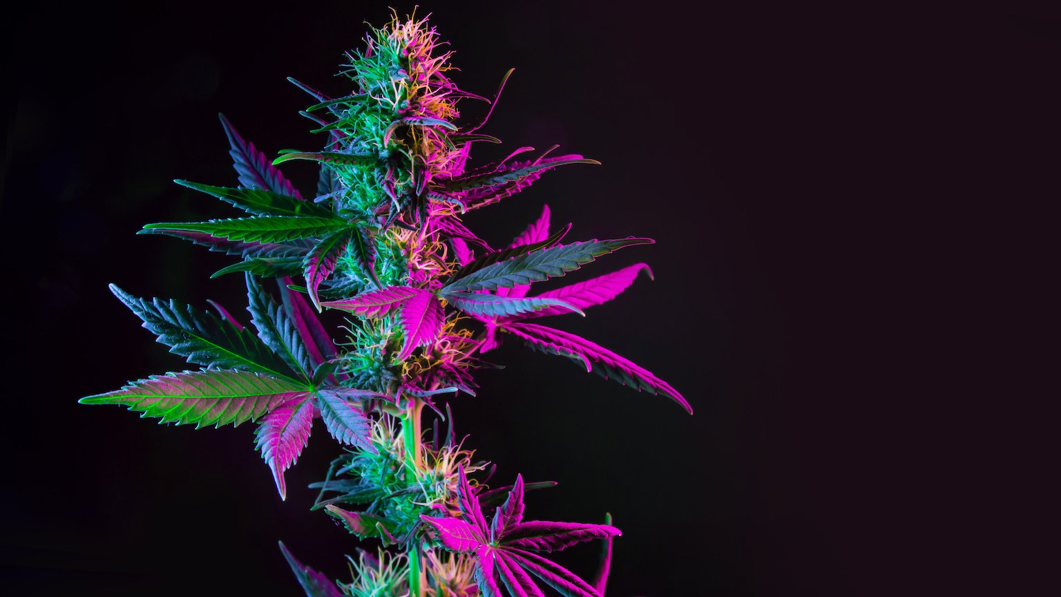 weed strain