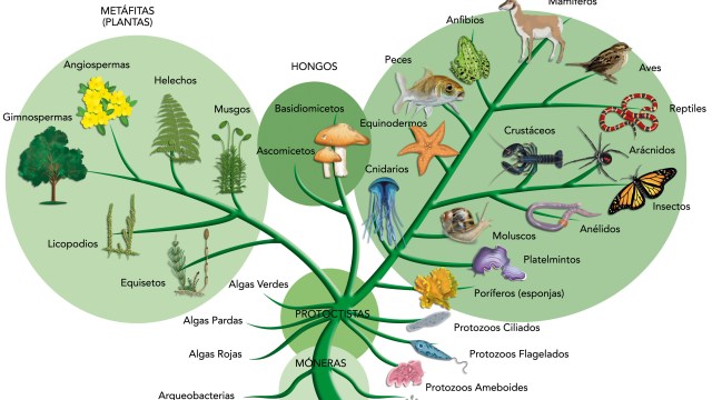 evolutionary trees