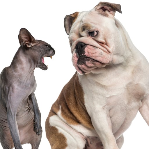 animal emotions