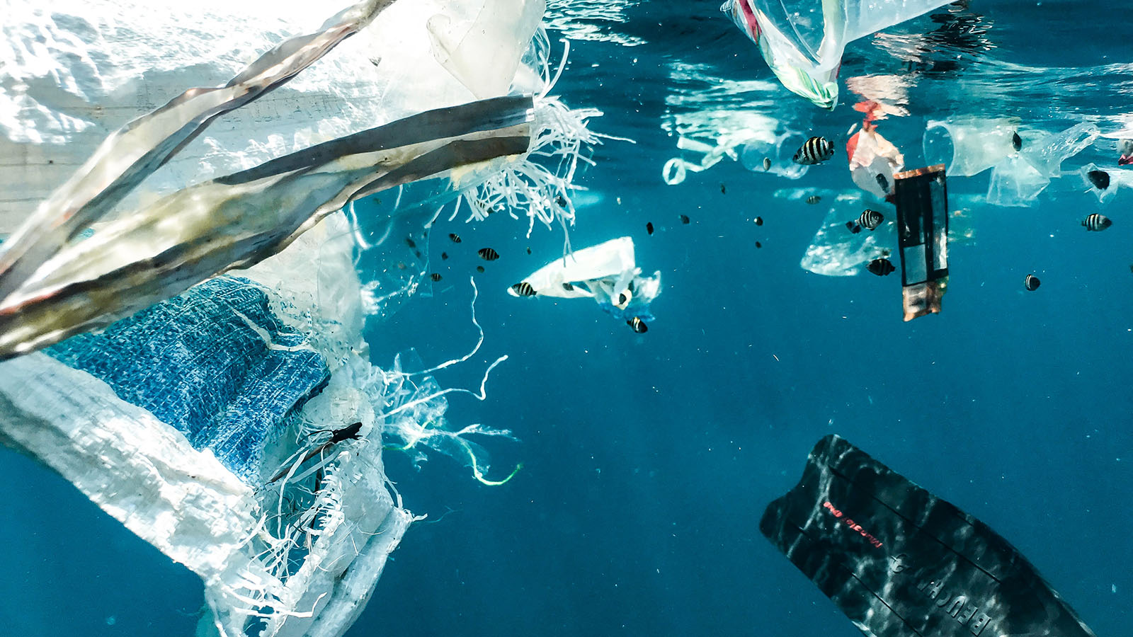 plastic-eating bacteria