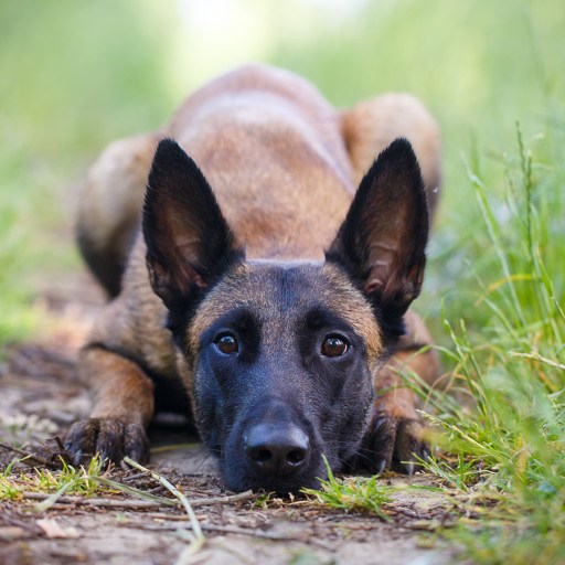 dog cancer vaccine