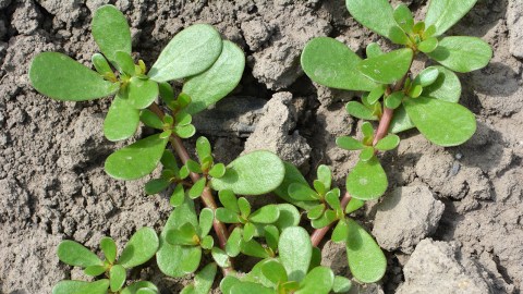 purslane