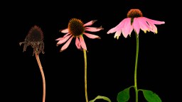 Three purple coneflowers at different life stages: dried and dead, wilting, and fully blooming, shown against a black background.