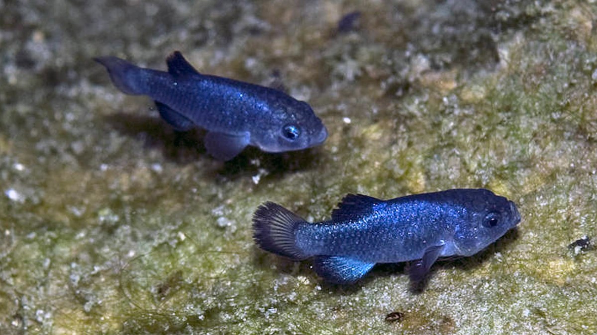 devils hole pupfish