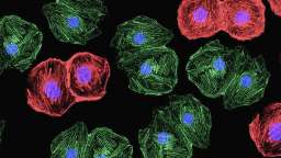 Microscopic image of cells with red and green outlines and blue nuclei on a black background.