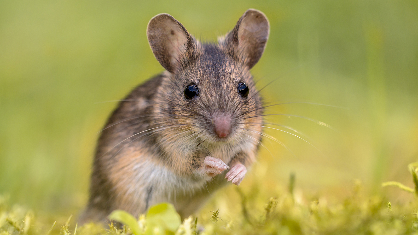 crispr mice