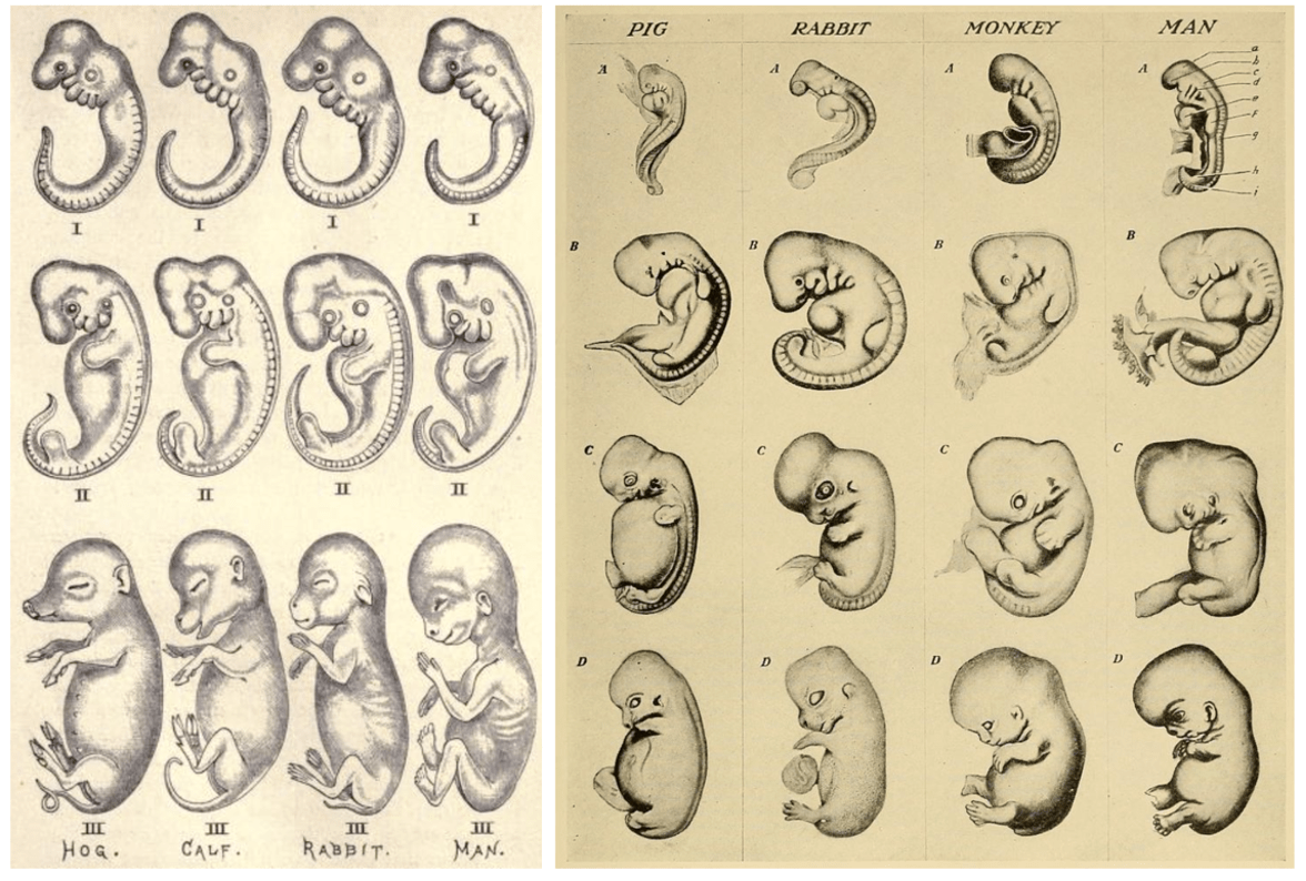 Ernst Haeckel