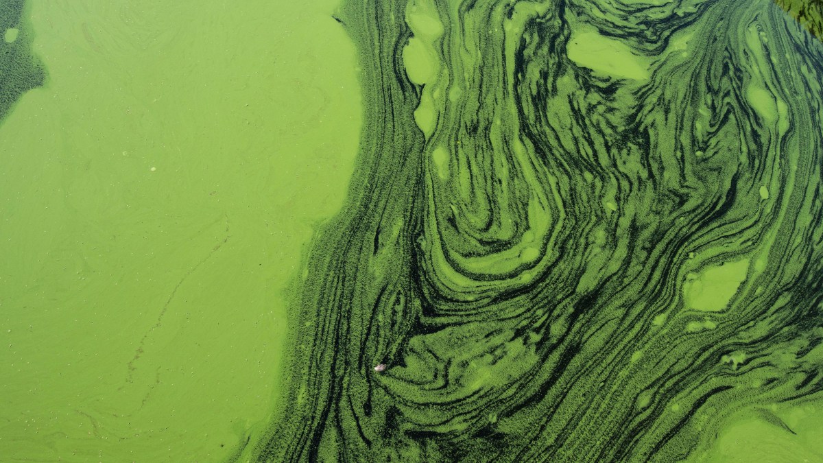 Green algae on a lake