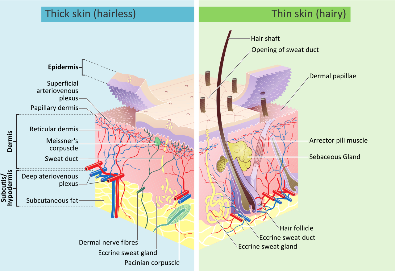 Layers of skin thickness