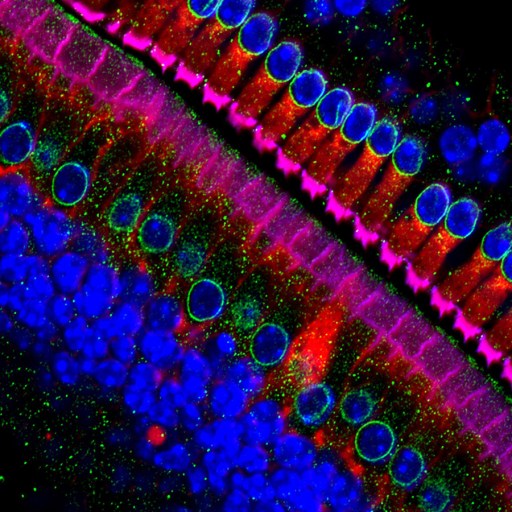a colorful image of hair cells under a microscope