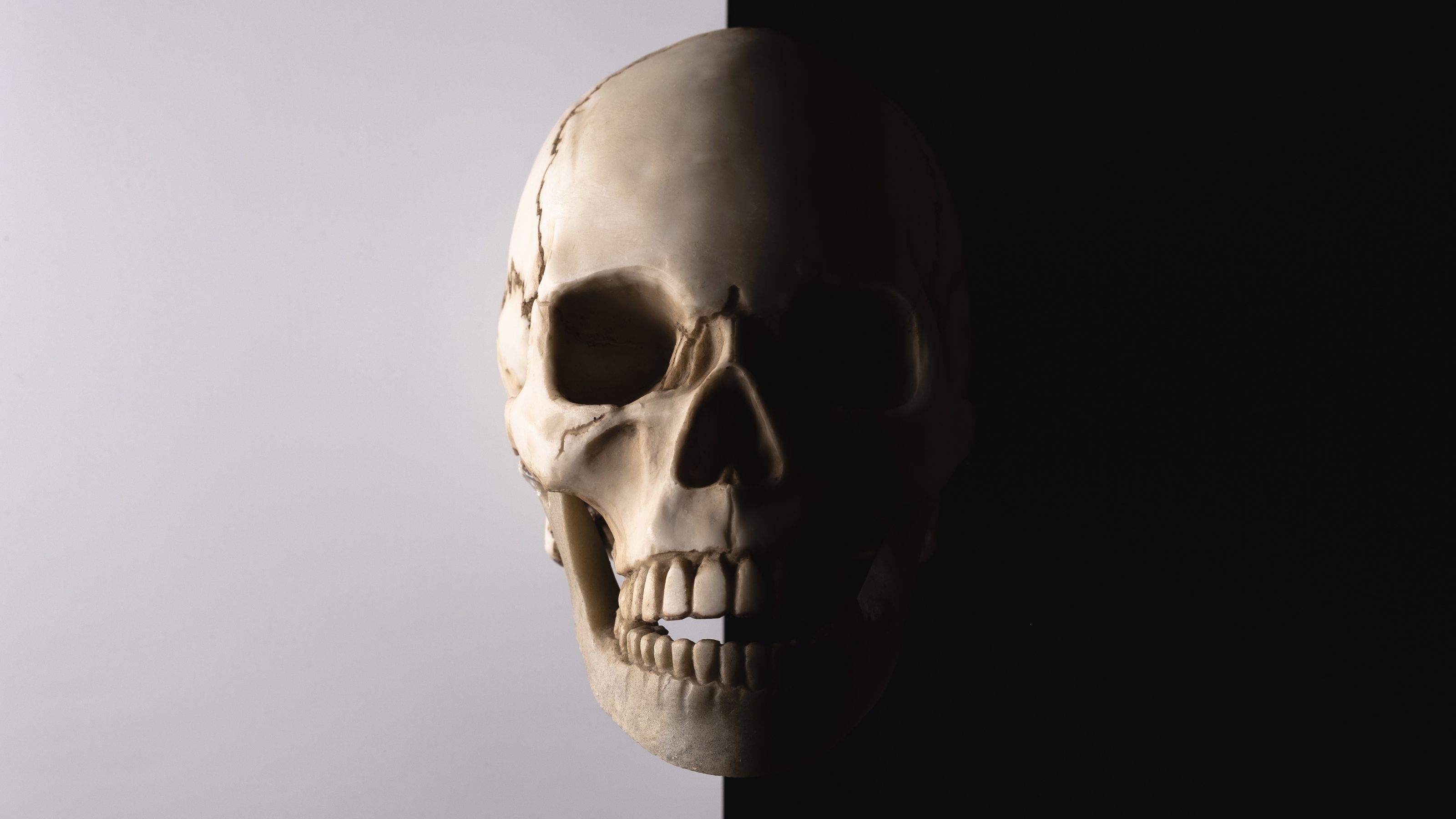 a human skull is shown against a white background.