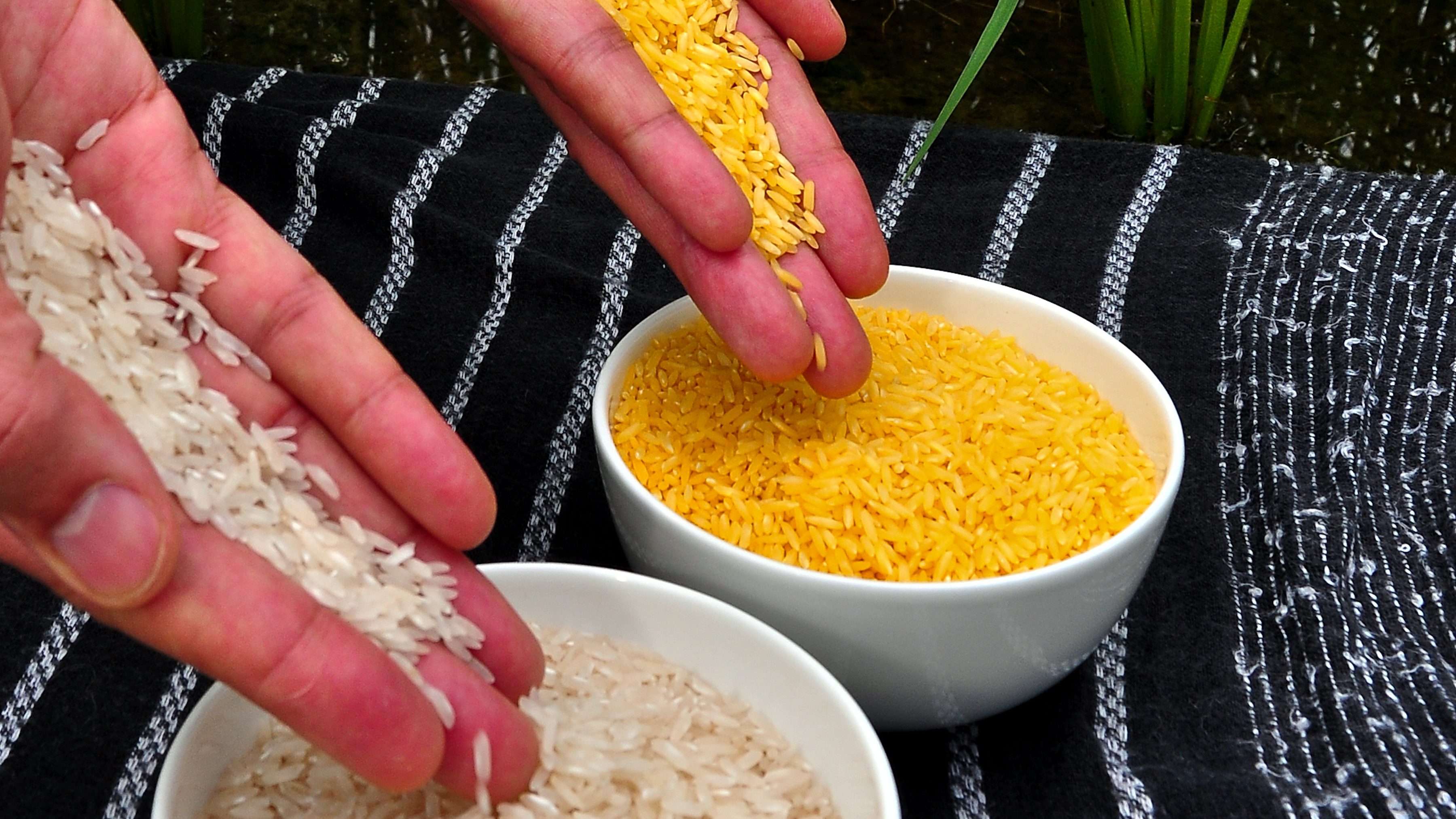A bowl of golden rice grains, a nutrient-enhanced GMO, set next to bowl of white rice grains.