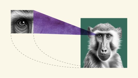 a collage of a monkey with a pink triangle