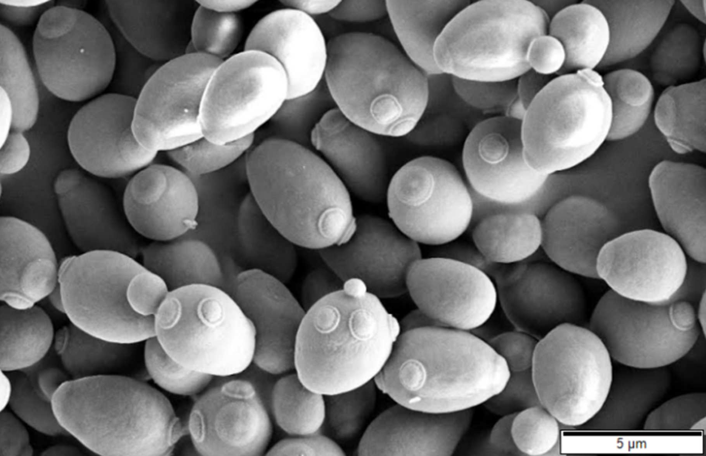 yeast cells budding Saccharomyces cerevisiae