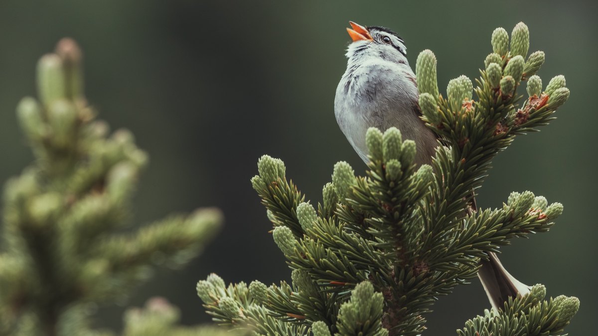 a small bird perched on top of a pine tree.
