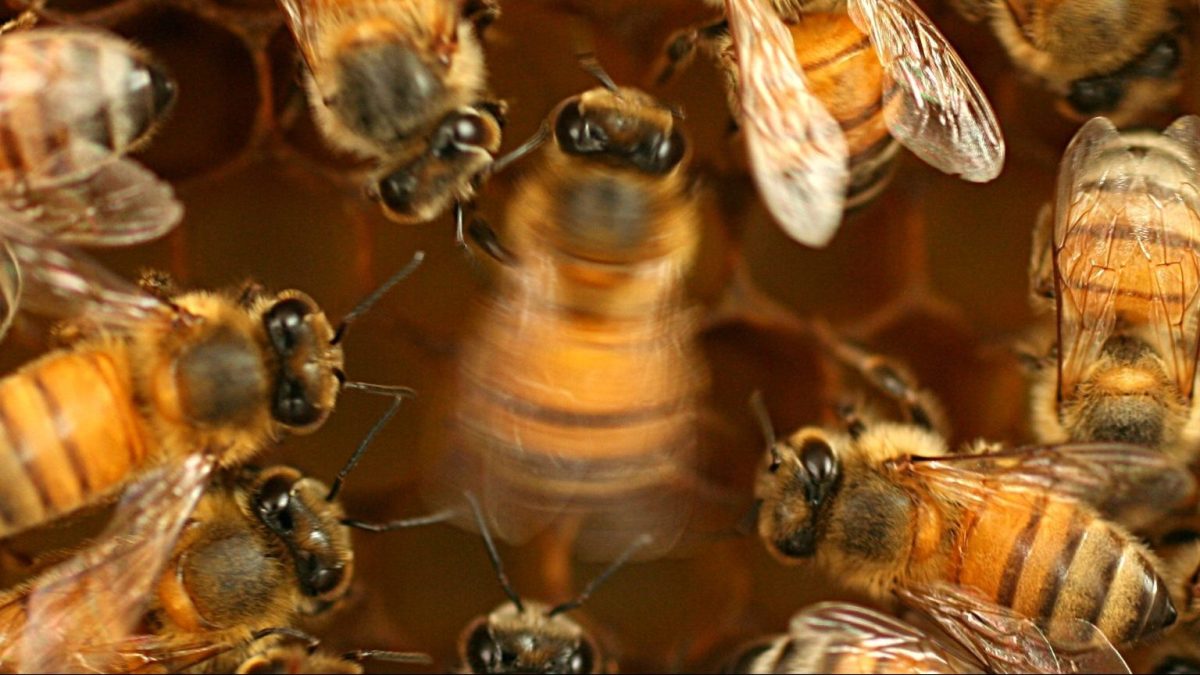a bunch of bees that are inside of a beehive.