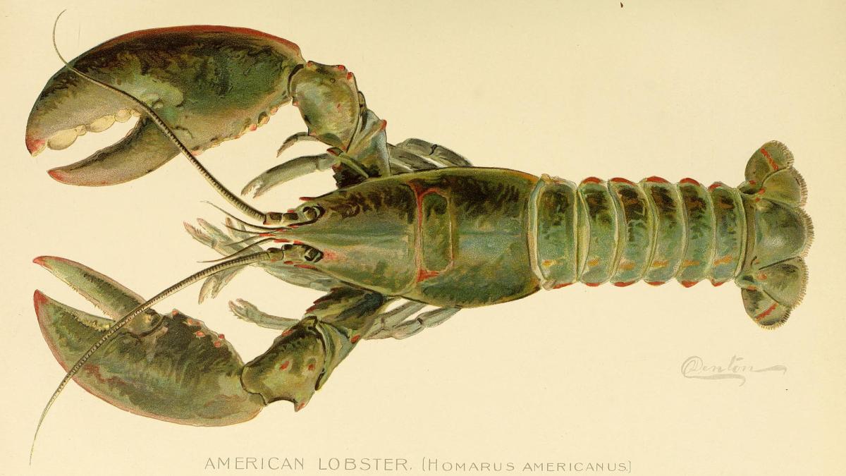 a drawing of a lobster on a white background.