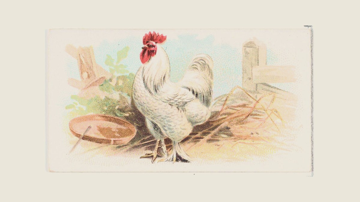 A white rooster, symbolizing the protein origin of life, stands on straw near a wooden fence, a dish, and some greenery in the background.