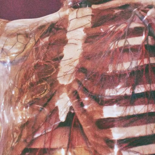 a skeleton statue is shown with its arms outstretched.