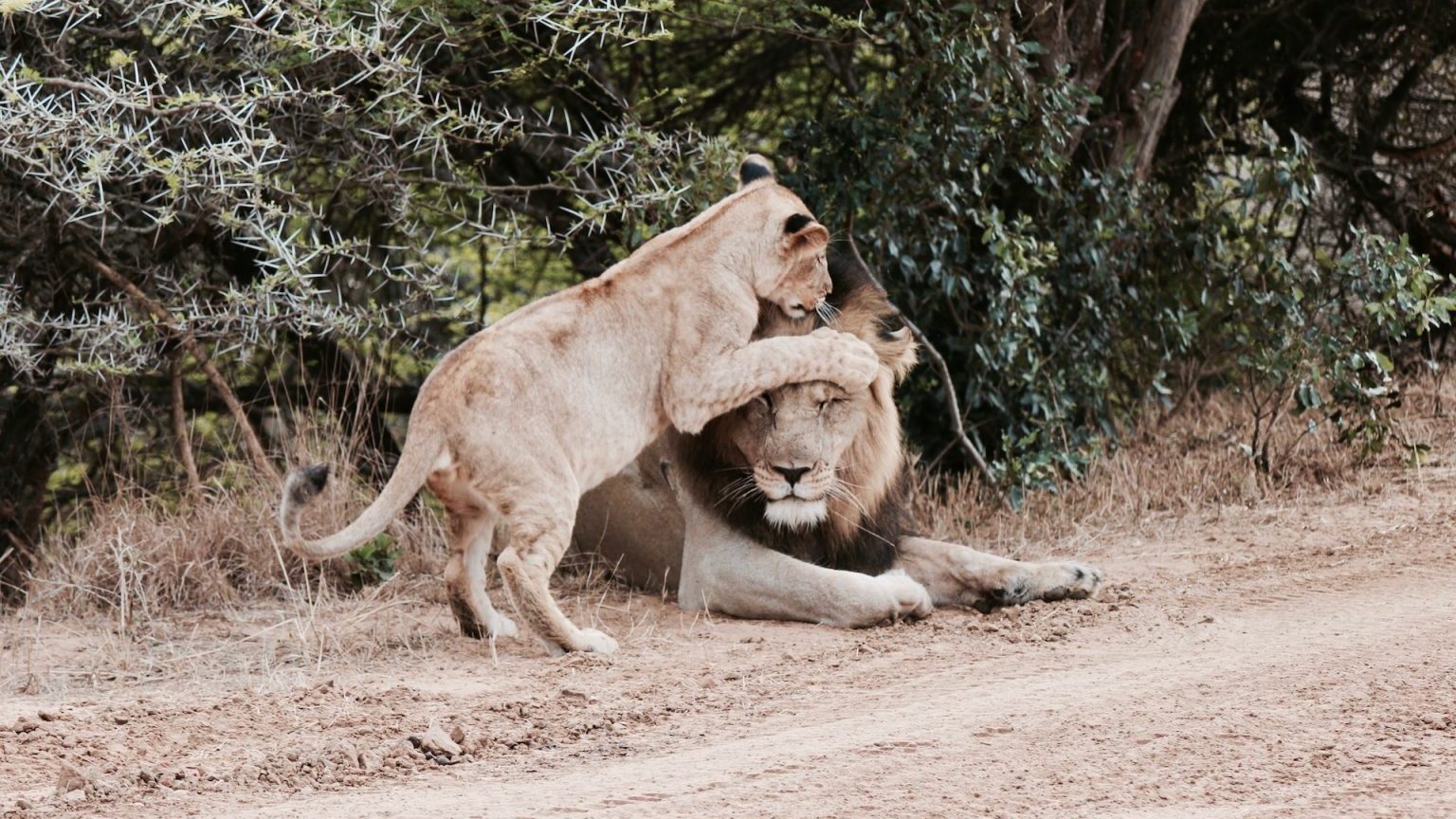 a couple of lions playing with each other on a dirt road.