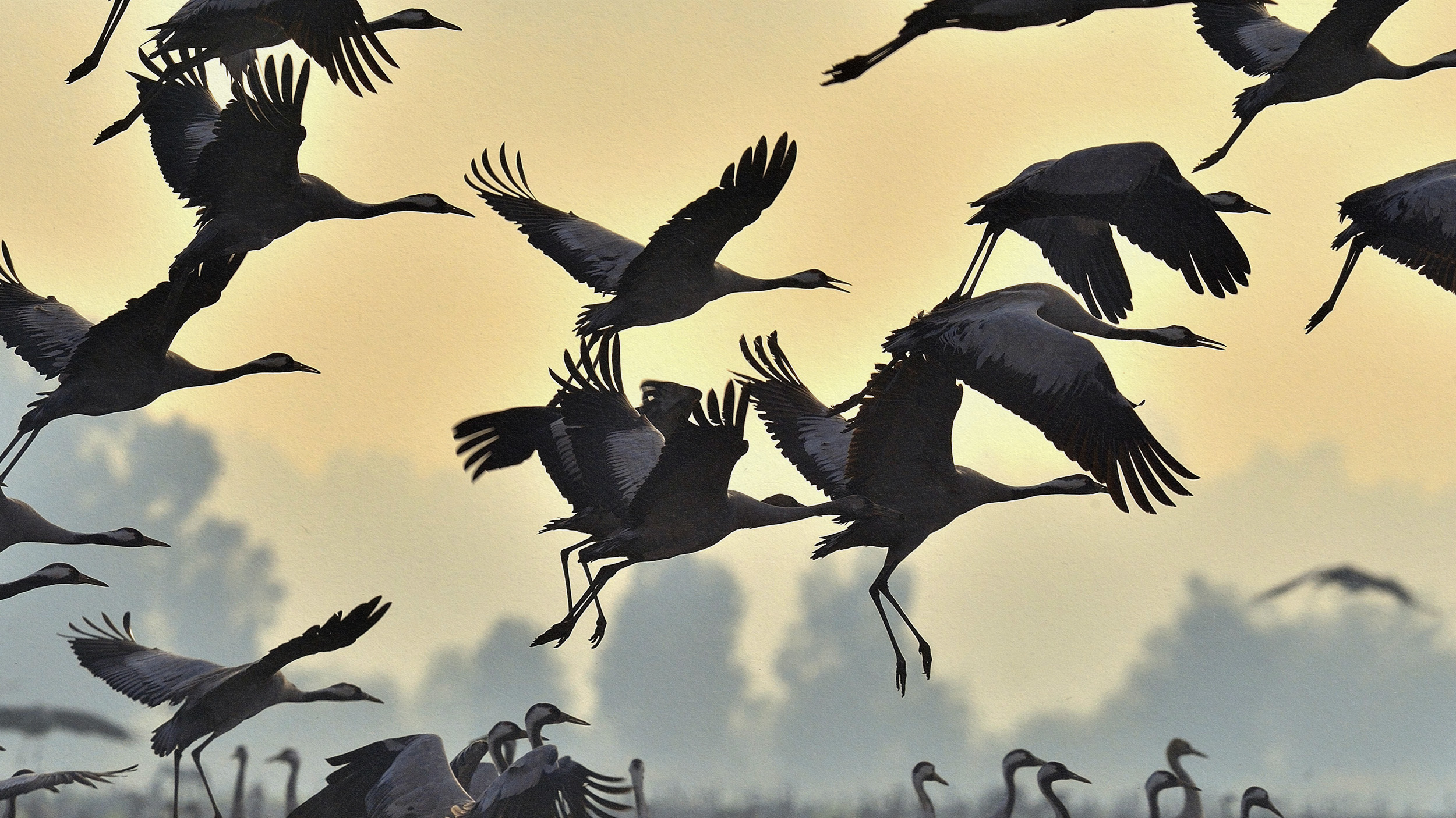 a flock of birds flying through a cloudy sky.