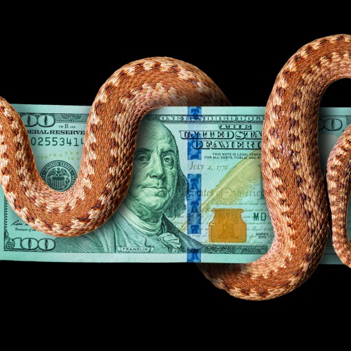 A snake is sitting on top of a dollar bill.