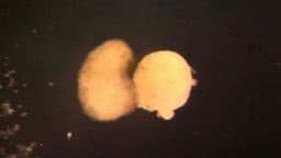 Two spherical, yellowish biological structures are positioned side by side against a dark background.
