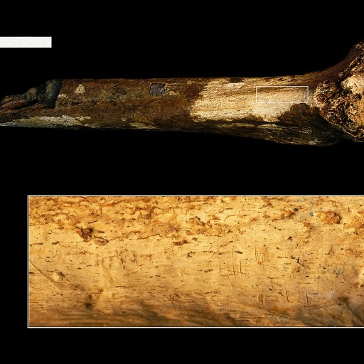 A tooth and a piece of wood juxtaposed in an unsettling manner.