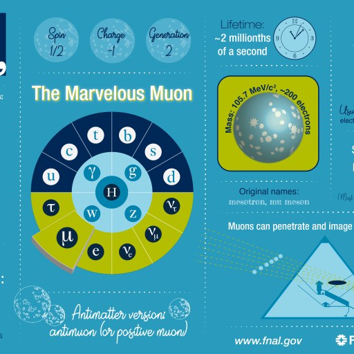 The muon particle infographic fermilab