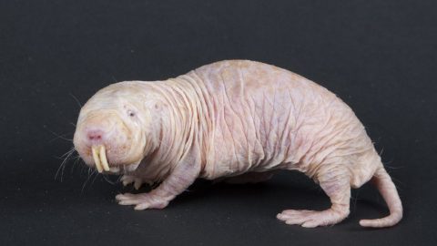 A white rat with long hair standing on a black background.