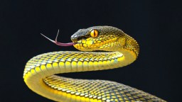 A yellow and black snake with a black background.