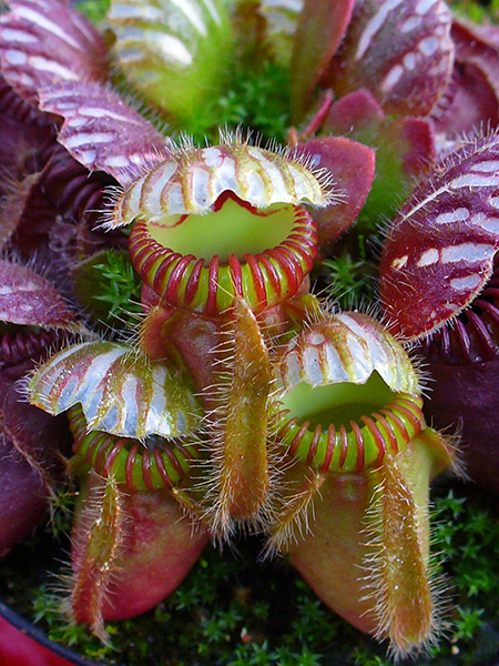 Carnivorous plants in a pot.