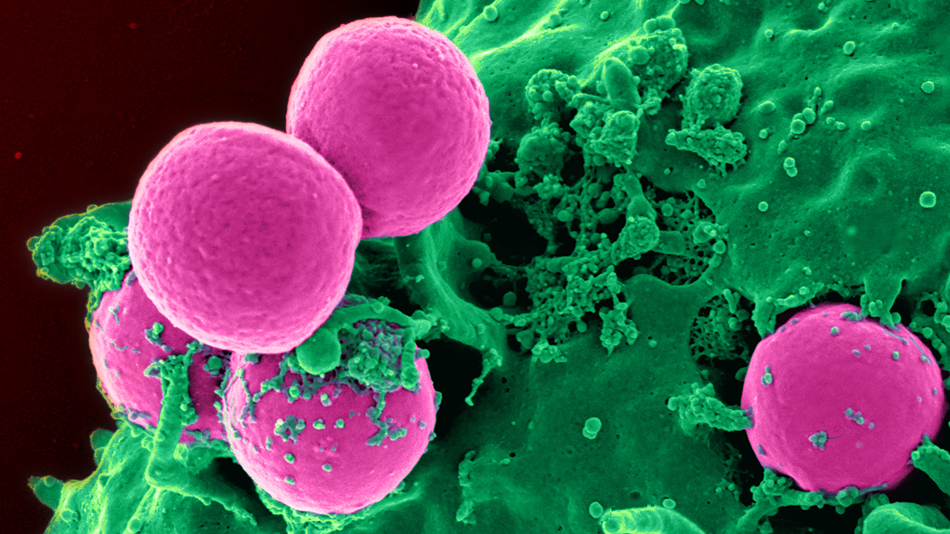 Cells