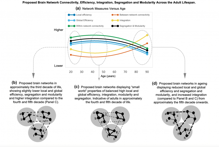 A brain diagram showcasing various social networks.